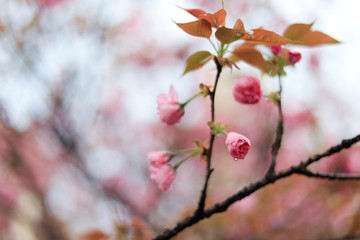 Jiujiang, China - March 31, 2019: The cherry garden of Nanshan Park, a national 4A scenic spot, has entered the most beautiful and romantic period of the year, with pink petals swaying on the branches