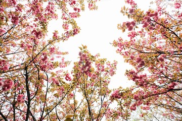 Jiujiang, China - March 31, 2019: The cherry garden of Nanshan Park, a national 4A scenic spot, has entered the most beautiful and romantic period of the year, with pink petals swaying on the branches