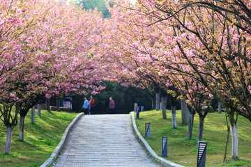 Jiujiang, China - March 31, 2019: The cherry garden of Nanshan Park, a national 4A scenic spot, has entered the most beautiful and romantic period of the year, with pink petals swaying on the branches