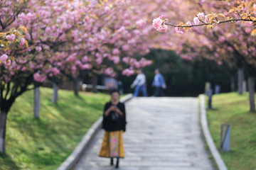 Obraz premium Jiujiang, China - March 31, 2019: The cherry garden of Nanshan Park, a national 4A scenic spot, has entered the most beautiful and romantic period of the year, with pink petals swaying on the branches
