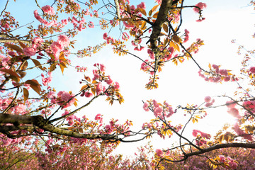 Jiujiang, China - March 31, 2019: The cherry garden of Nanshan Park, a national 4A scenic spot, has entered the most beautiful and romantic period of the year, with pink petals swaying on the branches