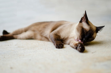 Thai lazy cat lay in easy day