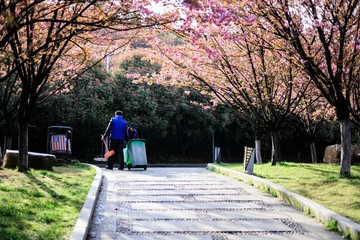 Jiujiang, China - March 31, 2019: The cherry garden of Nanshan Park, a national 4A scenic spot, has entered the most beautiful and romantic period of the year, with pink petals swaying on the branches