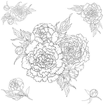 Vector peonies. Set of isolated silhouettes. Bouquets of flowers on a white background. Template for floral decoration, fabric design, packaging or clothing.
