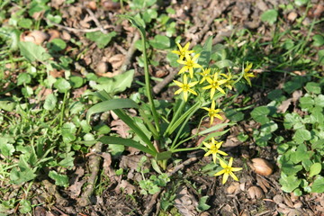 Wald-Gelbstern - Gagea lutea 3