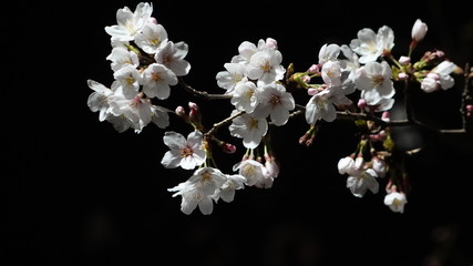flowers of cherry