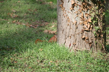 Eichhörnchen / Sciurus am Baum