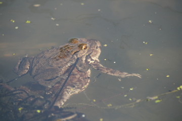 Krötenpaarung im Wasser 2