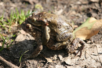 Krötenpaarung auf Feldweg 3