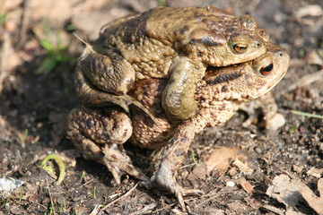 Krötenpaarung auf Feldweg 2