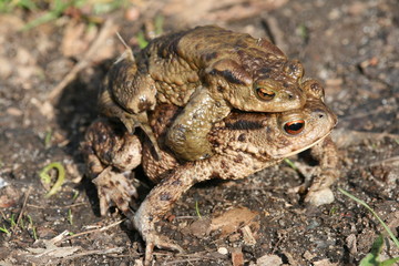 Krötenpaarung auf Feldweg 1