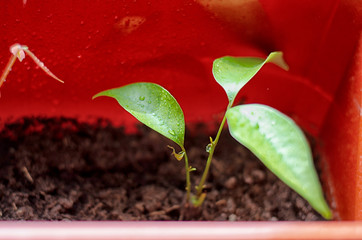 spring planting and watering of lychee tree seedlings