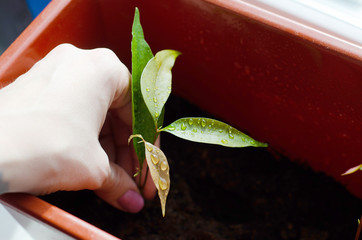 Fototapete bei efototapeten.de bestellen   