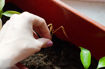 Fototapete bei efototapeten.de bestellen   