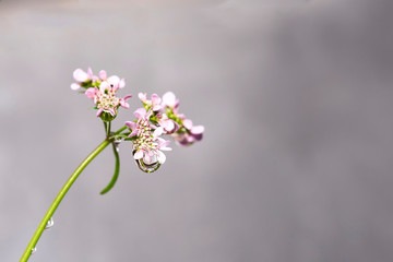 World in a Water Drop, flower water drop