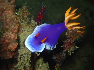 Closeup with beautiful nudibranch during the night and sunset dive.