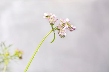 World in a Water Drop, flower water drop