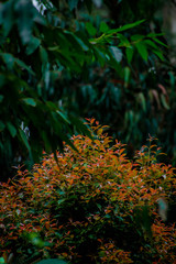 flowers in the garden