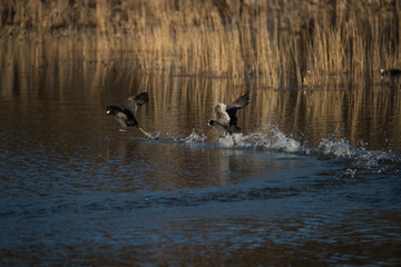 Coots at the Isbladskärrets pond the Djurgården island in Stockholm