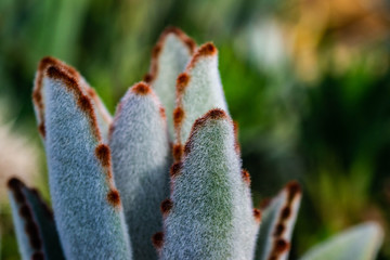 close up of furry pand plant succulant