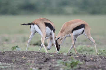 Gacela Thomson fighting in Serengeti