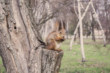 Naklejka na ściany i meble Cute Red Squirrel on a tree in a spring day.