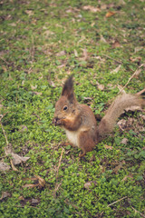 Naklejka na ściany i meble Squirrel is eating in the park. 