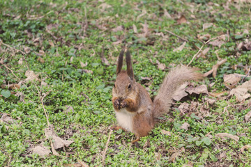 Squirrel is eating  in the park. 