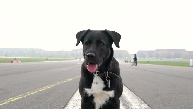 Slow motion of adorable black Labrador at Tempelhof Field, Berlin, Germany.