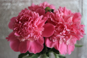 Cute and lovely peony. many layered petals. Bunch pale pink peonies flowers light gray background. Wallpaper
