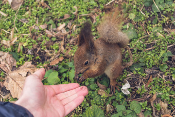 A European squirrel eating nuts from a stretched-out hand, in the park.	