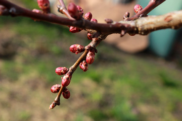 Plum branches with buds against a blue clear sky. Spring has come. The sun's rays warm the trees.