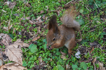 Squirrel is eating  in the park. 