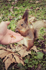 A European squirrel eating nuts from a stretched-out hand, in the park.	