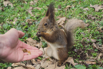 A European squirrel eating nuts from a stretched-out hand, in the park.	