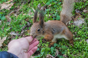 A European squirrel eating nuts from a stretched-out hand, in the park.	
