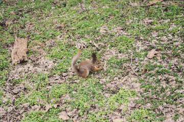 Red squirrel eating  in the park. 