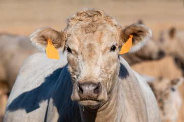 Charolais cow portrait in landscape