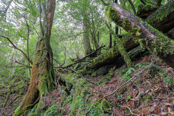屋久島の森