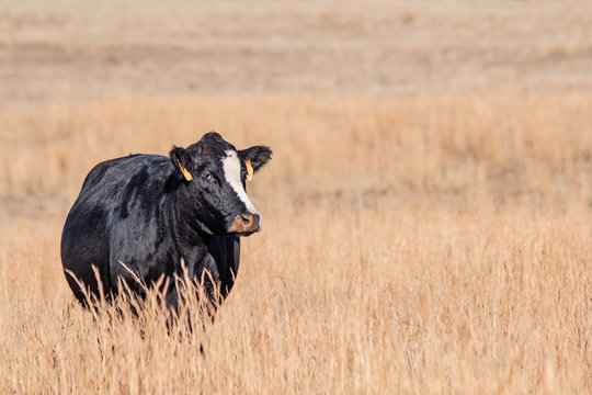 Black cow with white stripe in tall brown grass
