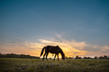 Silhouette of horse grazing in a meadow during twilight time.