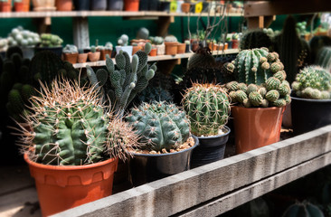 Mini cactus in house collections.