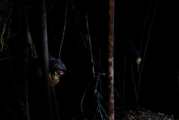 Night portrait of Daubentonia madagascariensis aka Aye-Aye lemur, Atsinanana region, Madagascar