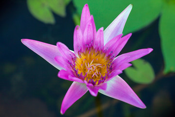 Lotus flower, Beautiful water lily.