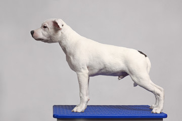 white staffordshire bull terrier