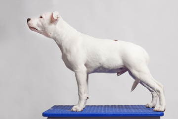 white staffordshire bull terrier