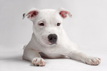 white staffordshire bull terrier