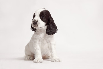 English Cocker Spaniel on a white background