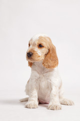 English Cocker Spaniel on a white background