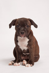 little brown staffordshire bull terrier